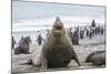 Southern Elephant Seal (Mirounga Leonina) Bull-Michael Nolan-Mounted Photographic Print