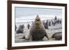 Southern Elephant Seal (Mirounga Leonina) Bull-Michael Nolan-Framed Photographic Print