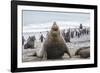 Southern Elephant Seal (Mirounga Leonina) Bull-Michael Nolan-Framed Photographic Print