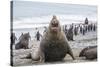 Southern Elephant Seal (Mirounga Leonina) Bull-Michael Nolan-Stretched Canvas