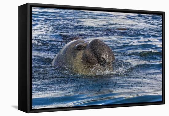 Southern Elephant Seal (Mirounga Leonina) Bull-Michael Nolan-Framed Stretched Canvas