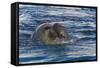 Southern Elephant Seal (Mirounga Leonina) Bull-Michael Nolan-Framed Stretched Canvas