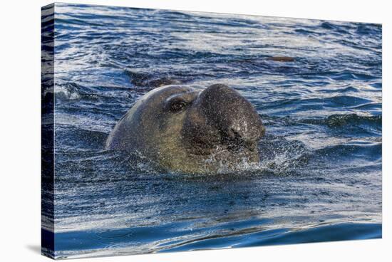 Southern Elephant Seal (Mirounga Leonina) Bull-Michael Nolan-Stretched Canvas