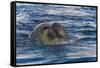 Southern Elephant Seal (Mirounga Leonina) Bull-Michael Nolan-Framed Stretched Canvas