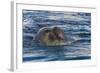 Southern Elephant Seal (Mirounga Leonina) Bull-Michael Nolan-Framed Photographic Print