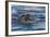 Southern Elephant Seal (Mirounga Leonina) Bull-Michael Nolan-Framed Photographic Print