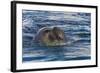Southern Elephant Seal (Mirounga Leonina) Bull-Michael Nolan-Framed Photographic Print