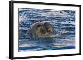 Southern Elephant Seal (Mirounga Leonina) Bull-Michael Nolan-Framed Photographic Print