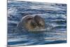 Southern Elephant Seal (Mirounga Leonina) Bull-Michael Nolan-Mounted Photographic Print