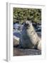 Southern Elephant Seal (Mirounga Leonina) Bull-Michael Nolan-Framed Photographic Print