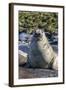 Southern Elephant Seal (Mirounga Leonina) Bull-Michael Nolan-Framed Photographic Print