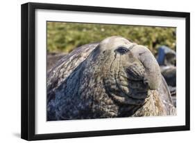 Southern Elephant Seal (Mirounga Leonina) Bull-Michael Nolan-Framed Photographic Print