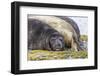 Southern Elephant Seal (Mirounga Leonina) Bull-Michael Nolan-Framed Photographic Print