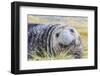 Southern Elephant Seal (Mirounga Leonina) Bull-Michael Nolan-Framed Photographic Print