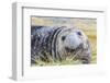 Southern Elephant Seal (Mirounga Leonina) Bull-Michael Nolan-Framed Photographic Print