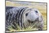 Southern Elephant Seal (Mirounga Leonina) Bull-Michael Nolan-Mounted Photographic Print