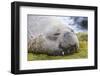 Southern Elephant Seal (Mirounga Leonina) Bull-Michael Nolan-Framed Photographic Print