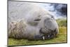 Southern Elephant Seal (Mirounga Leonina) Bull-Michael Nolan-Mounted Photographic Print