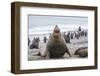 Southern Elephant Seal (Mirounga Leonina) Bull-Michael Nolan-Framed Photographic Print