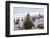 Southern Elephant Seal (Mirounga Leonina) Bull-Michael Nolan-Framed Photographic Print