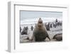 Southern Elephant Seal (Mirounga Leonina) Bull-Michael Nolan-Framed Photographic Print