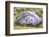 Southern Elephant Seal (Mirounga Leonina) Bull-Michael Nolan-Framed Photographic Print