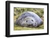 Southern Elephant Seal (Mirounga Leonina) Bull-Michael Nolan-Framed Photographic Print