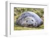 Southern Elephant Seal (Mirounga Leonina) Bull-Michael Nolan-Framed Photographic Print