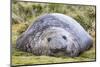 Southern Elephant Seal (Mirounga Leonina) Bull-Michael Nolan-Mounted Photographic Print