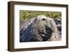 Southern Elephant Seal (Mirounga Leonina) Bull-Michael Nolan-Framed Photographic Print