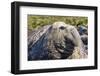 Southern Elephant Seal (Mirounga Leonina) Bull-Michael Nolan-Framed Photographic Print