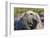 Southern Elephant Seal (Mirounga Leonina) Bull-Michael Nolan-Framed Photographic Print