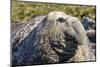 Southern Elephant Seal (Mirounga Leonina) Bull-Michael Nolan-Mounted Photographic Print