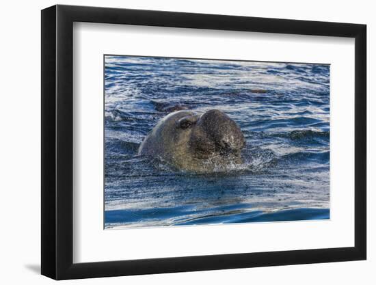 Southern Elephant Seal (Mirounga Leonina) Bull-Michael Nolan-Framed Photographic Print