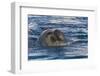 Southern Elephant Seal (Mirounga Leonina) Bull-Michael Nolan-Framed Photographic Print