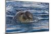 Southern Elephant Seal (Mirounga Leonina) Bull-Michael Nolan-Mounted Photographic Print