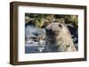 Southern Elephant Seal (Mirounga Leonina) Bull-Michael Nolan-Framed Photographic Print