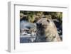 Southern Elephant Seal (Mirounga Leonina) Bull-Michael Nolan-Framed Photographic Print