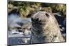 Southern Elephant Seal (Mirounga Leonina) Bull-Michael Nolan-Mounted Photographic Print