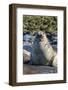 Southern Elephant Seal (Mirounga Leonina) Bull-Michael Nolan-Framed Photographic Print