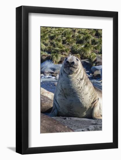 Southern Elephant Seal (Mirounga Leonina) Bull-Michael Nolan-Framed Photographic Print
