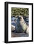 Southern Elephant Seal (Mirounga Leonina) Bull-Michael Nolan-Framed Photographic Print