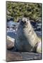 Southern Elephant Seal (Mirounga Leonina) Bull-Michael Nolan-Mounted Photographic Print