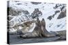 Southern Elephant Seal (Mirounga Leonina) Bulls Fighting at Gold Harbour-Michael Nolan-Stretched Canvas