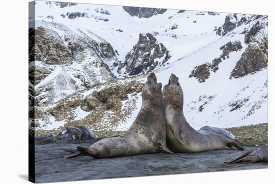 Southern Elephant Seal (Mirounga Leonina) Bulls Fighting at Gold Harbour-Michael Nolan-Stretched Canvas