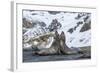 Southern Elephant Seal (Mirounga Leonina) Bulls Fighting at Gold Harbour-Michael Nolan-Framed Photographic Print