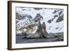 Southern Elephant Seal (Mirounga Leonina) Bulls Fighting at Gold Harbour-Michael Nolan-Framed Photographic Print