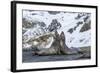 Southern Elephant Seal (Mirounga Leonina) Bulls Fighting at Gold Harbour-Michael Nolan-Framed Photographic Print