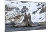 Southern Elephant Seal (Mirounga Leonina) Bulls Fighting at Gold Harbour-Michael Nolan-Mounted Photographic Print