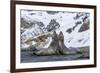 Southern Elephant Seal (Mirounga Leonina) Bulls Fighting at Gold Harbour-Michael Nolan-Framed Photographic Print